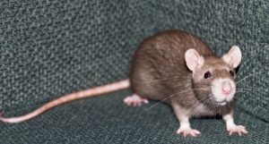 SlabRat... or just a rat