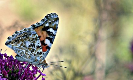 Stephen Leacock: Un verano en Mariposa (Sunshine sketches of a little town)