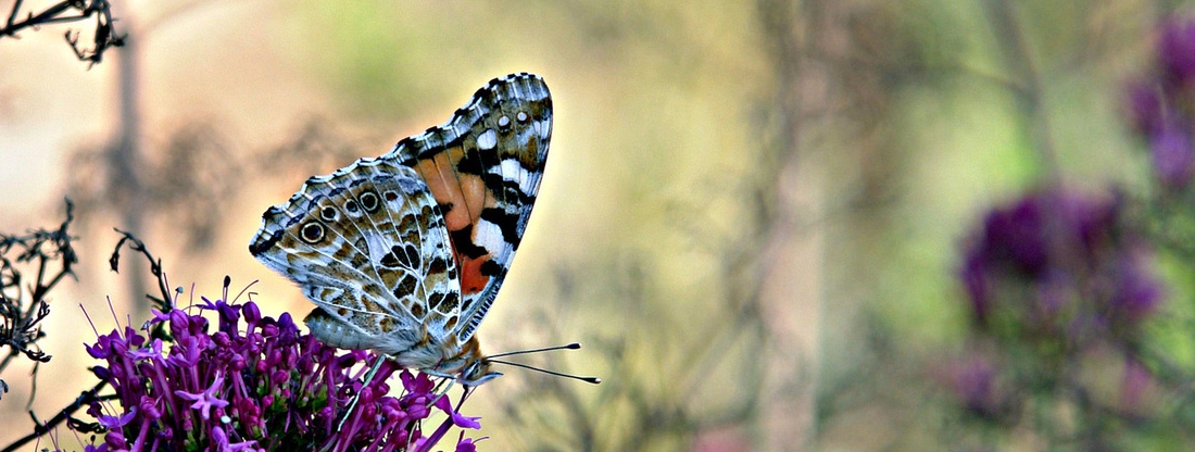 Stephen Leacock: Un verano en Mariposa (Sunshine sketches of a little town)