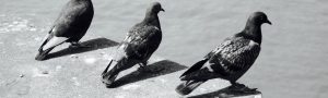 MercÃ¨ Rodoreda: La PlaÃ§a del Diamant