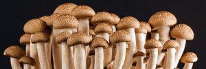 Albert Sánchez Piñol: Fungus