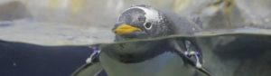 Andrey Kurkov: Death and the Penguin (Mort amb pingÃ¼Ã­ / Muerte con pingÃ¼ino)