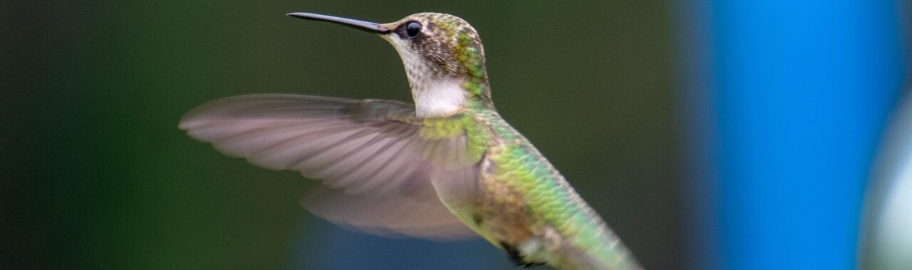 Sandro Veronesi: El colibrí