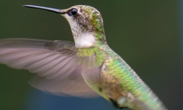 Sandro Veronesi: El colibrí